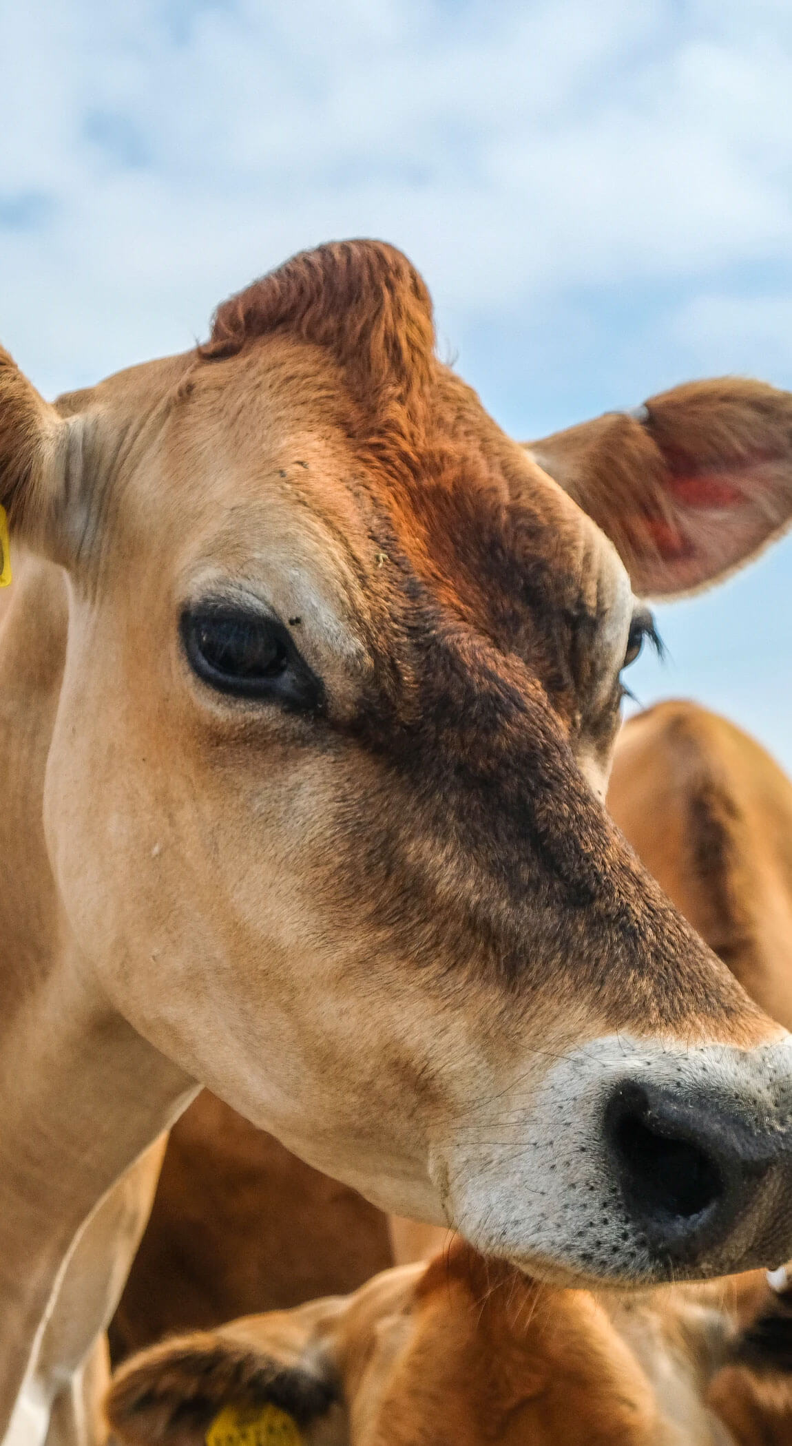 Cattle Cattle